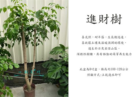 進財樹掉葉|海南菜豆樹掉葉的原因與解決方案 – 植物盆栽綠寶典